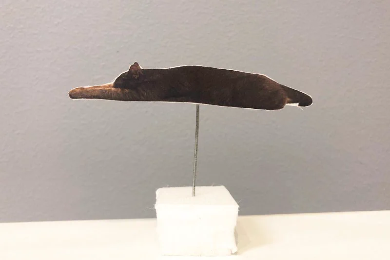 検証してみた！！クーラーに当たる飼い猫のポーズには理由があった！！