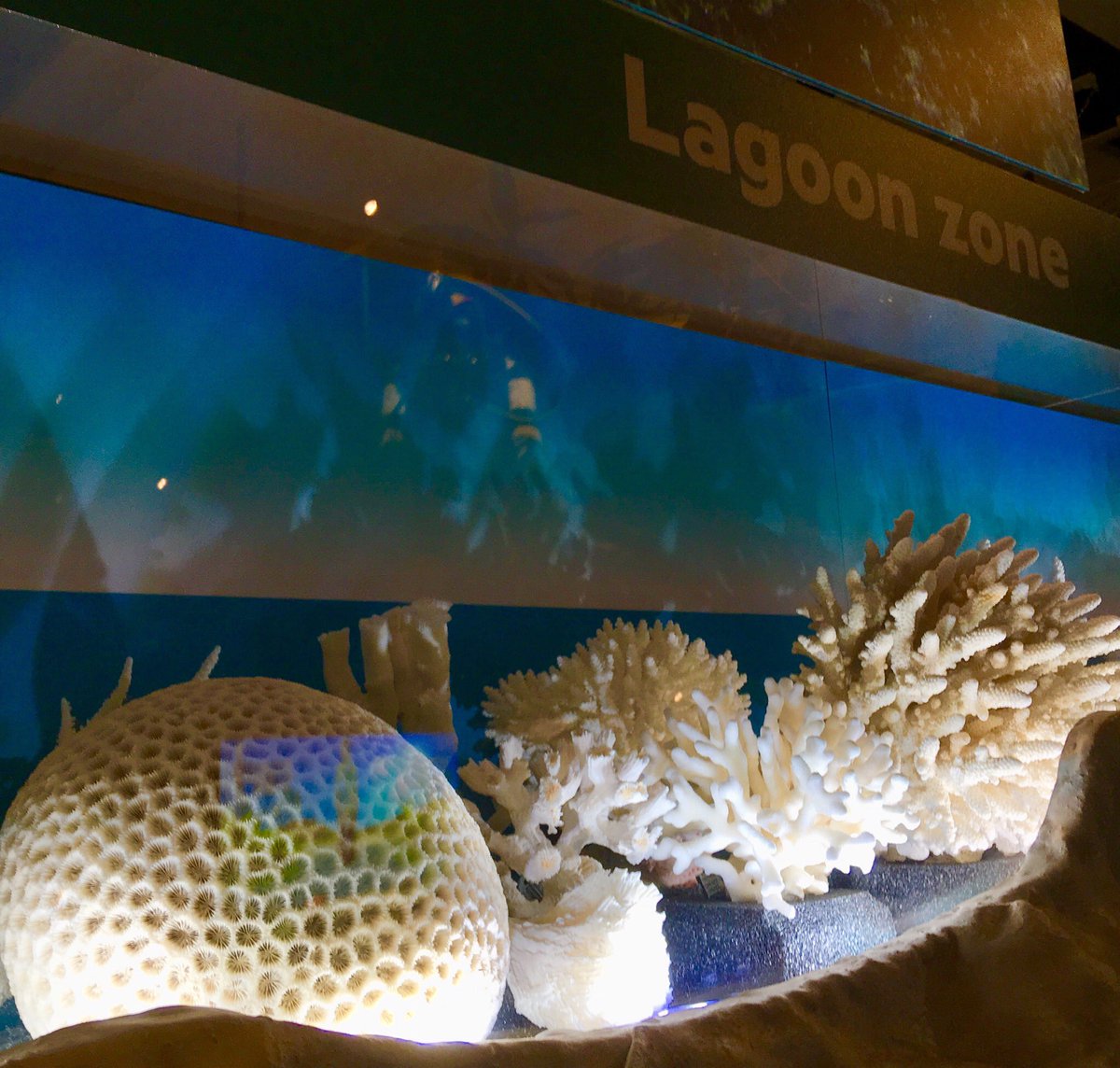 Thanks for the invite and opportunity to talk about the history of coral bleaching on the GBR @MTQ_Townsville. Great discussion from everybody. It was a great afternoon. <a href="/aims_gov_au/">Australian Institute of Marine Science</a> <a href="/RRRCcairns/">Reef&Rainforest RC</a> <a href="/nesptwq/">NESP TWQ Hub</a>