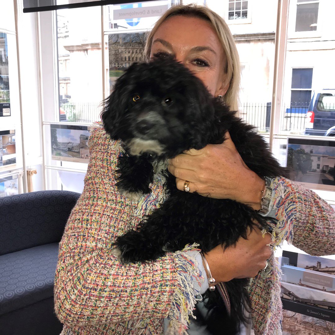 4 month old cavapoo