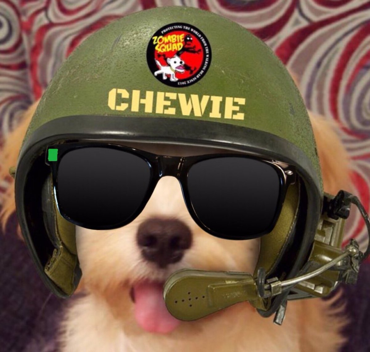 Finally found a moment to try out my new zombie detection combat glasses these are so pawsome pals thank you @HazelandRemy, all clear  #ZSHQ #ZDCG