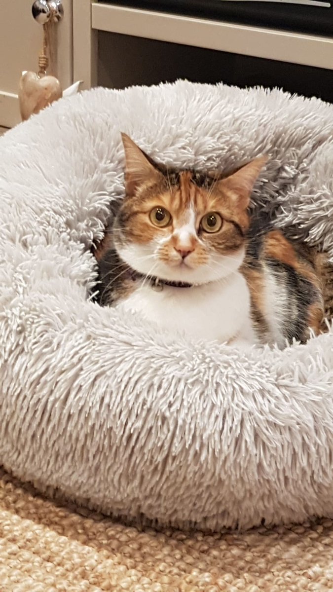 Libby490's tweet photo. @asda #MrGrumbles but Mrs! Her name is evil peave but she is also very playful! She has very good expression https://t.co/NAG0yUMHO2
