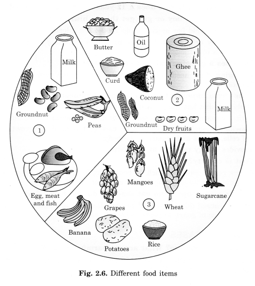 LearnCBSE's tweet photo. Components of Food Class 6 Extra Questions Science Chapter 2 https://t.co/6QYWXkEj9G https://t.co/OqvVgNR5WB