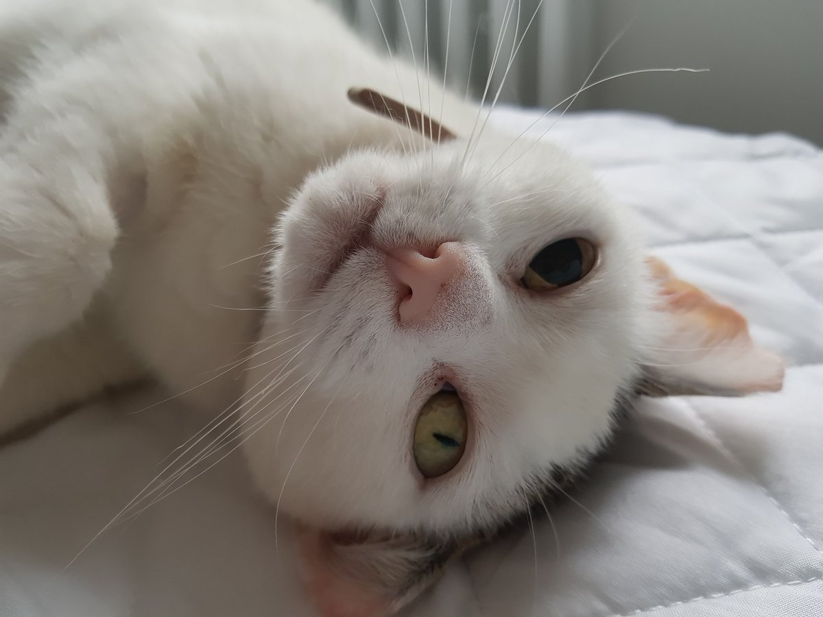 Libby490's tweet photo. @asda #MrGrumbles this is Luna, she has slight brain damage so has two different sized pupils. She looks like a villain's cat but is the sweetest angel! https://t.co/hZCY9KRyM6