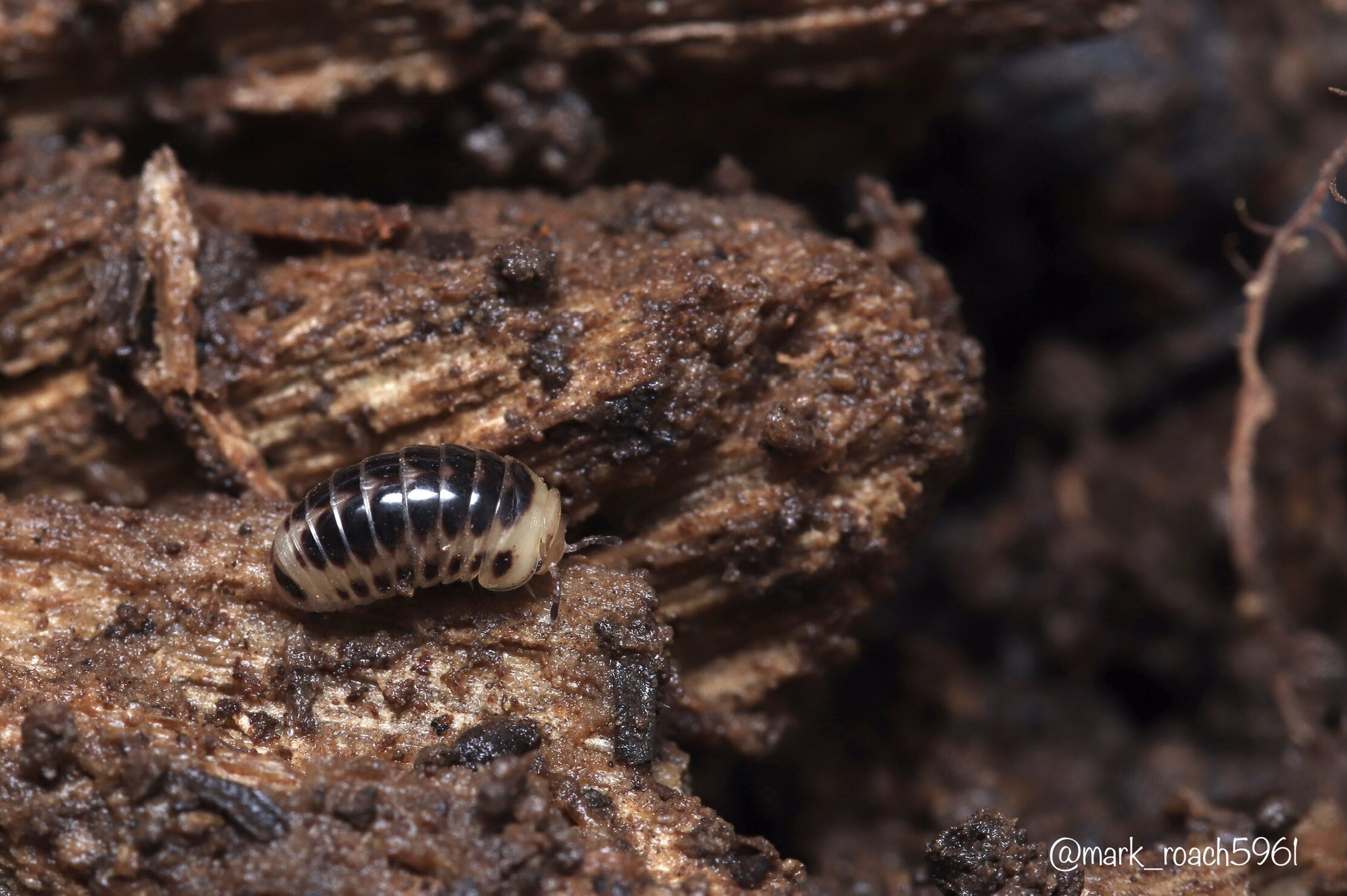 まーく 不思議な模様のタマヤスデ 本州ですらタマヤスデを採集したことが無かったので発見した時は一瞬ダンゴムシかと思った 初めて見る模様だけど海外の種類に似たようなのがいた気がする T Co 59s876ckbd Twitter