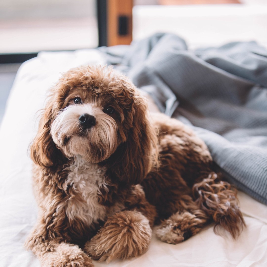 Did you know we are now pet friendly? We love welcoming those wagging tails. Book the perfect stay for you and your pooch! #dogfriendlybathandbristol #dogfriendlyhotel #boutiquehotel #petfriendlybath