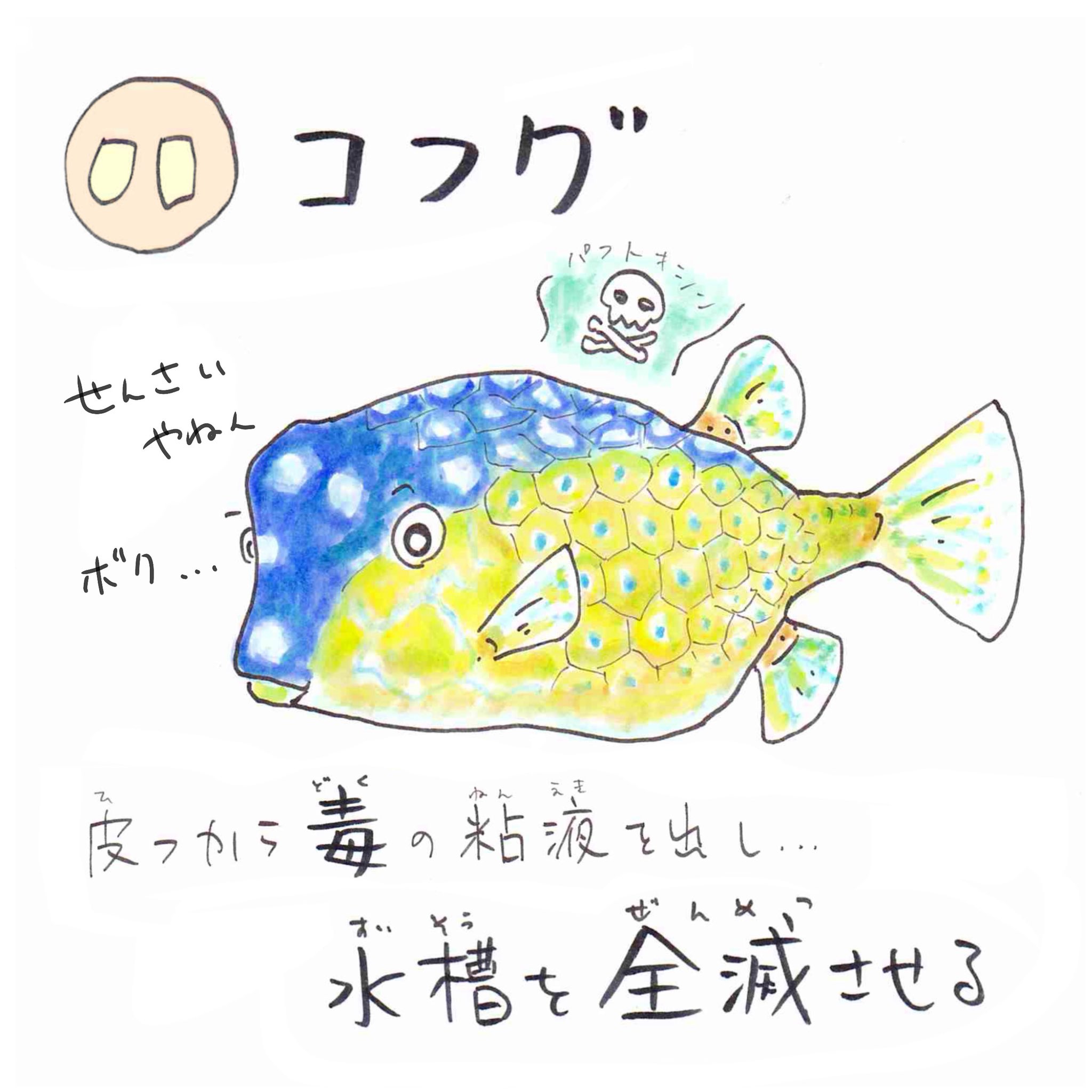 さかなのおにいさん かわちゃん ソ ソウシハギ カワハギ に似ているけど内臓にはフグの70倍の毒 パリトキシン が 見分ける方法は尾ヒレの大きさと青い模様 温暖化で北上してきてるので釣れても食べないでね あいうえおさかな 沖縄では