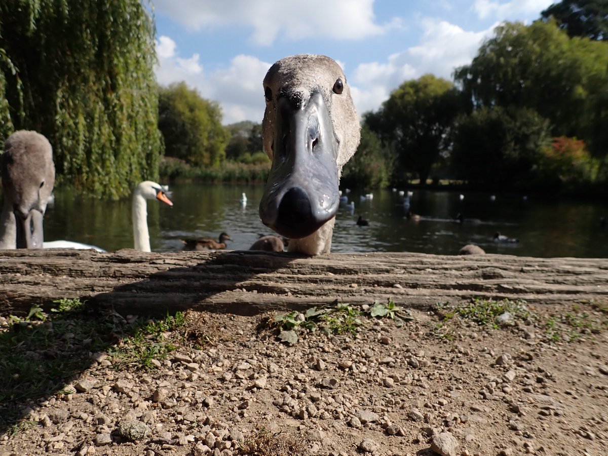 Popped down to the local pond to snap a couple of test shots & quickly made a new friend 🦢🦢🦢

#OlympusTG6
#CompactCamera
#Cygnet
#Swan
