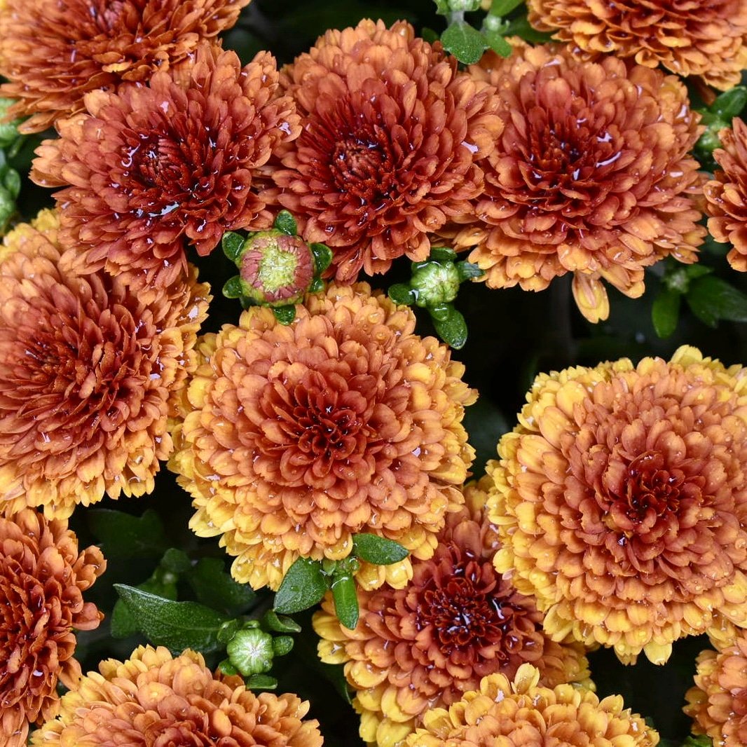 Ein Leben Ohne Traume Ist Wie Ein Garten Ohne Blumen Sprichwort