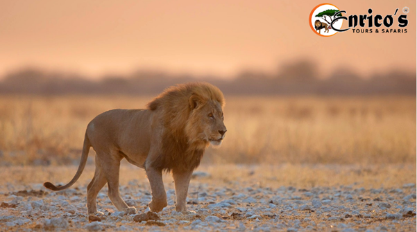 Enricossafaris's tweet photo. Namibia is a top #AfricanSafari destination with its strange and dramatic landscapes, game-rich wilderness areas.
Explore top #Namibiadestinations with best travel tips and inspiration from our experts @ https://t.co/NWVbCbrZNE https://t.co/x78w9Paa2L