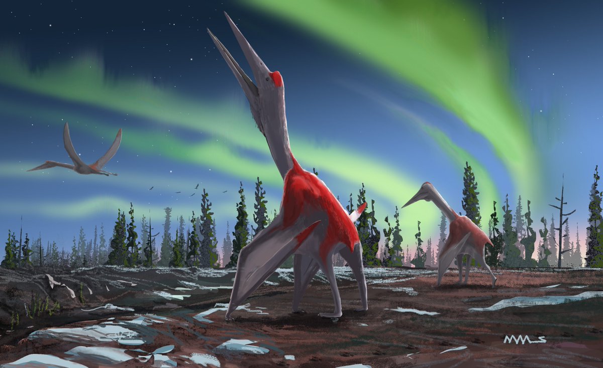 QMUL's tweet photo. #CryodrakonBoreas... around 77 million years-old and one of the world’s largest ever #flyinganimals 🦅🦖🦇 @Dave_Hone says “This is a cool discovery.” Read more on the #QMUL research here  https://t.co/KONZBWCNOu #agedwell https://t.co/RxGzTujWhL