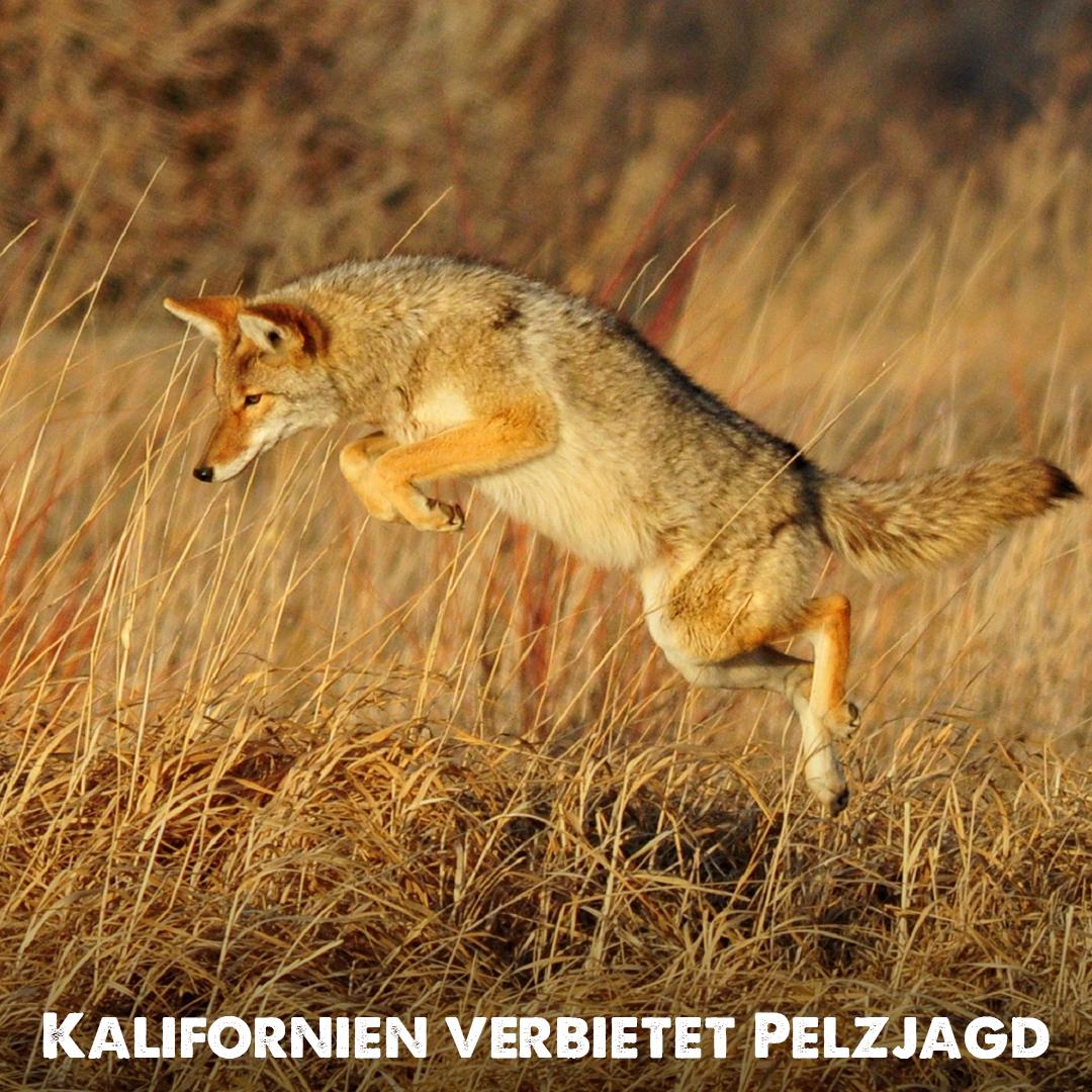 tierschutz_bund's tweet photo. #Kalifornien verbietet als erster US-Bundesstaat das #Trapping - also die #Fallenjagd auf Tiere für den #Pelz-Handel. Ein wichtiger Schritt, dem hoffentlich andere Staaten folgen. Denn die Tiere werden bei dieser grausamen Jagd teilweise zu Tode stranguliert oder totgeschlagen. https://t.co/KARBxFkwxX