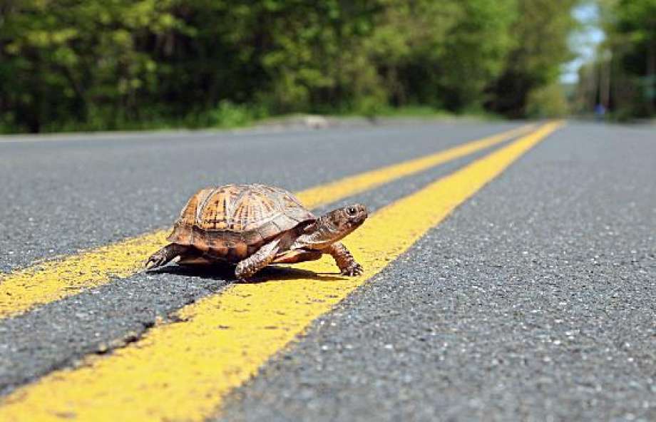 SelwynTownship's tweet photo. Reminder to Motorists: Watch for turtle hatchlings on the side of roadways! Pay extra attention to the road when driving through wetland areas. If you stop to assist a hatchling across the road, make safety your #1 priority! Injured turtle? Call the @OntarioTurtleCC 705-741-5000. https://t.co/OwzcSmYftC