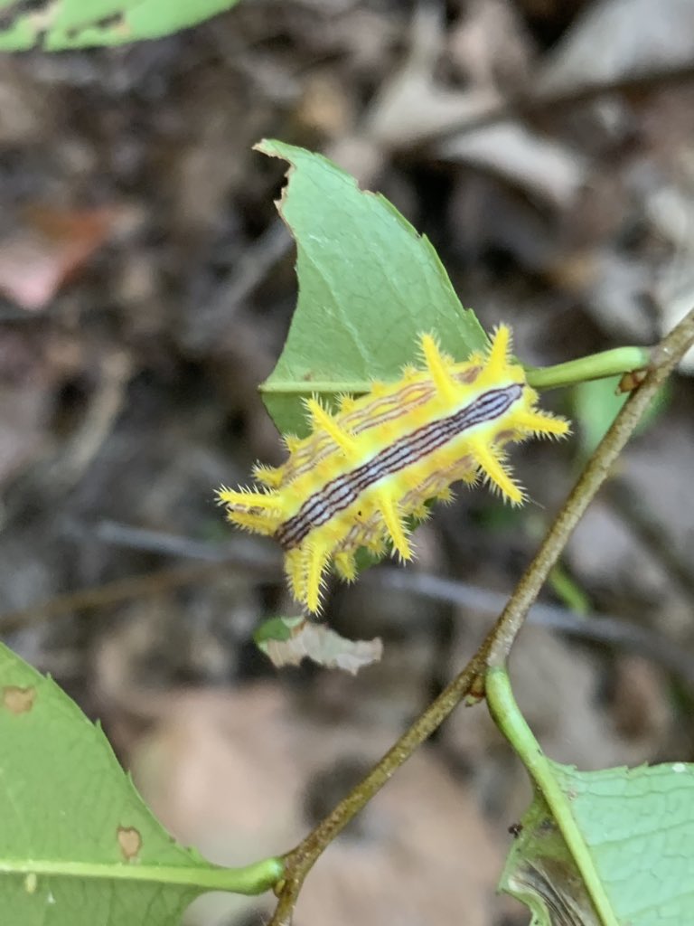 KYLepidopterist's tweet photo. @iamKathleenW @LexKyParks @KentuckyTourism I’m glad you enjoyed your time in Lexington. We are indeed fortunate to have many great outdoor spaces in which to explore. I was in Berea, KY yesterday &amp; found this beautiful Stinging Rose Caterpillar. https://t.co/2deRrWQbAJ