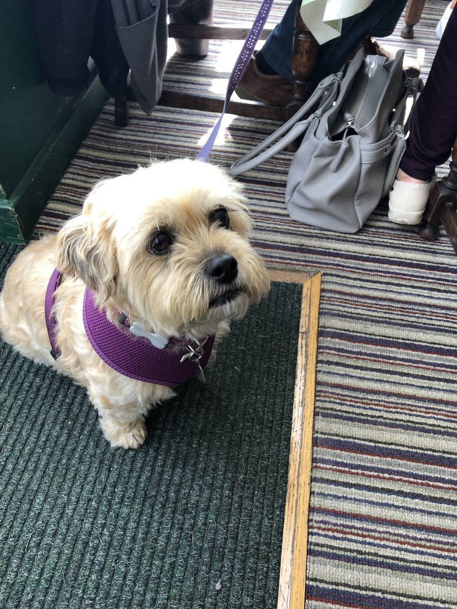 TeaSetDogs's tweet image. This beautiful girl@visited @TheTeaSetCafe in broadway this morning! Meet Chloe the shithzu/poodle cross