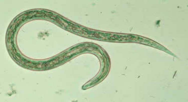 INSneuro's tweet image. Short term human hookworm infection, even at low levels, may cause rapid, acute and measurable cognitive impairments in spatial memory in mammalian animal model.
@Scientificreports #hookworminfection #spatialmemory
bit.ly/2lFjzSL