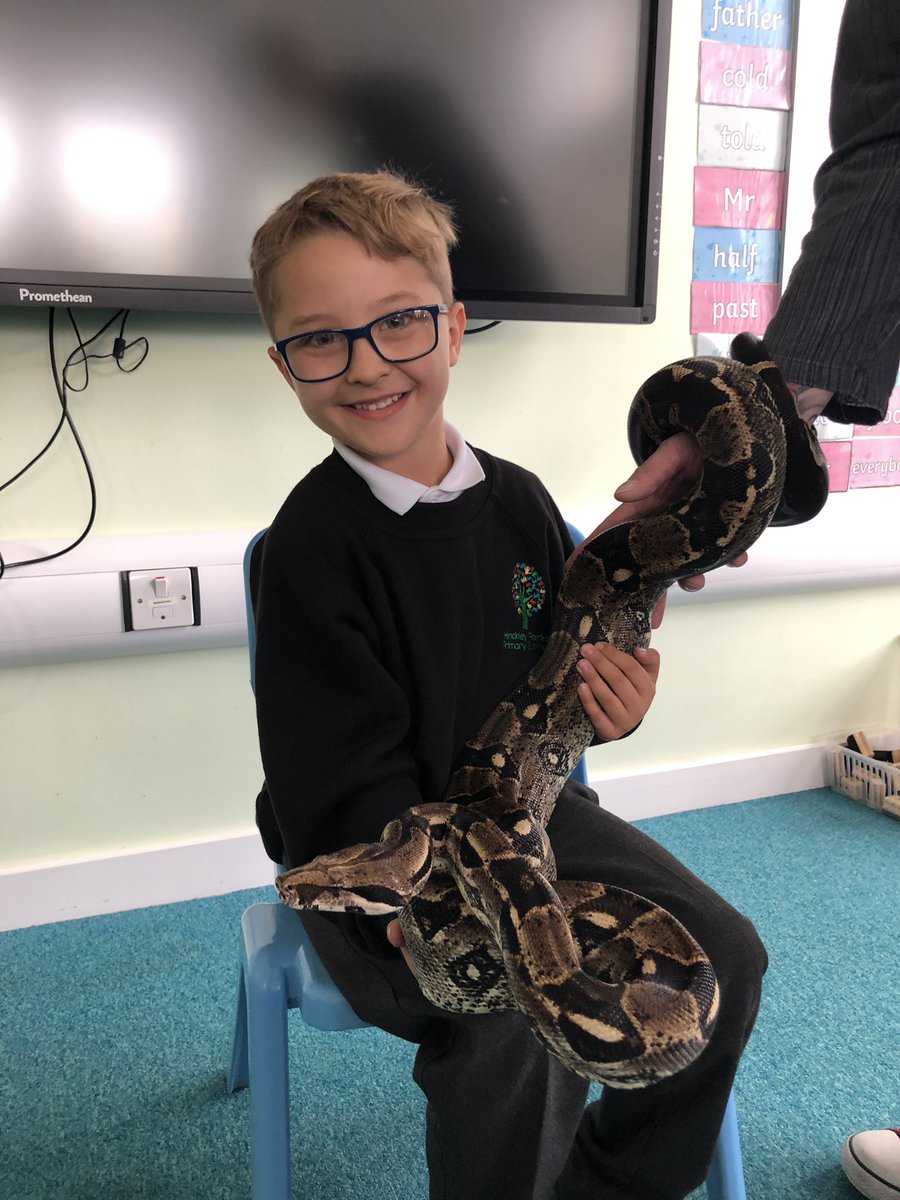 Y2 Willow- such bravery shown holding Jeff - the friendly boa constrictor!  🐍 We can't wait to read the amazing writing about this experience tomorrow!, image size:900x1200