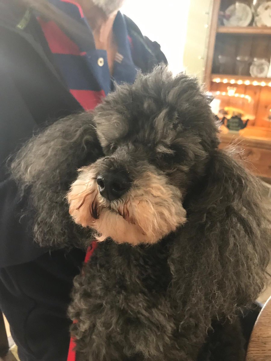 TeaSetDogs's tweet image. This little boy visited us @TheTeaSetCafe in broadway today, he’s a rescue poodle called Boris!