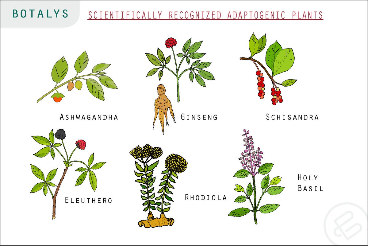 Let’s face it, modern life is stressful! You may want to consider #herbalmedicine to deal with it… But how do botanicals like #ginseng battle stress? Did you hear about #adaptogens? Read more : bit.ly/2lLJtEE #botanicals #naturalingredients #hrg80 #betterplants
