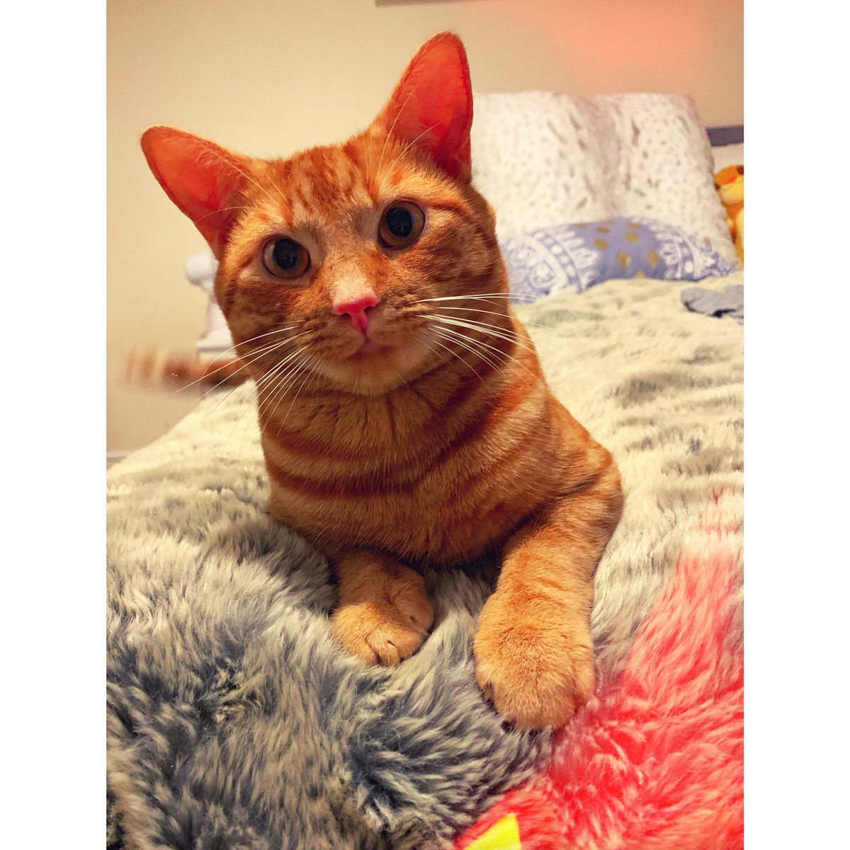 MeganMursWainwrigh💕 tweet media