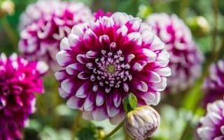 A great article about plants that can keep your garden looking good - even as winter draws in!

buff.ly/2ZIY1Hs