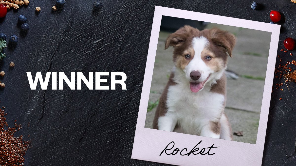 We have a winner 🎈🎉🎈
Congratulations to gorgeous 12-week old pup, Rocket 🚀
Little pup, Rocket, can look forward to receiving a selection of our #Puppy products to munch on. 🐾🐶 #billyandmargot 
billyandmargot.com…/dog-food-an…/puppy-dog-food #petsathome #Ocado #Fetch
