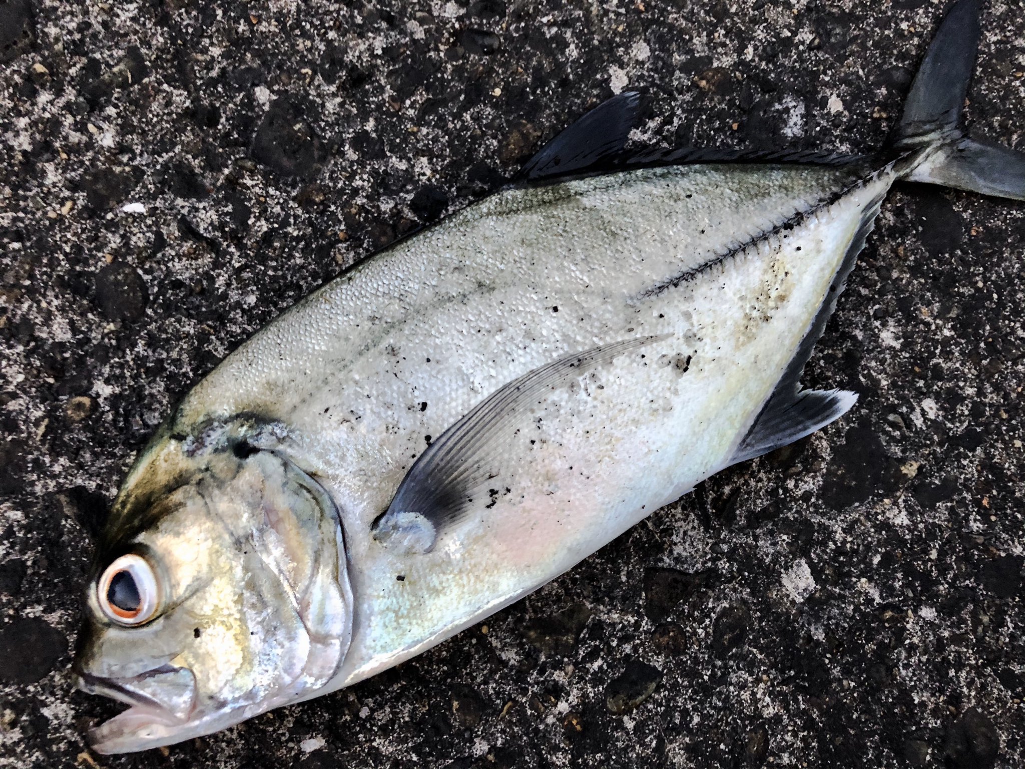 ট ইট র 鹿島釣り日記 夕まずめの釣果 ライトタックルでカンパチでもと思いジギっているといきなりズドンって うそっマジかよー もうなすがまま 結構な時間やりとりして上がったのがこのスギ メーター級 鹿島の陸っぱりじゃ珍しいです その後は鹿島