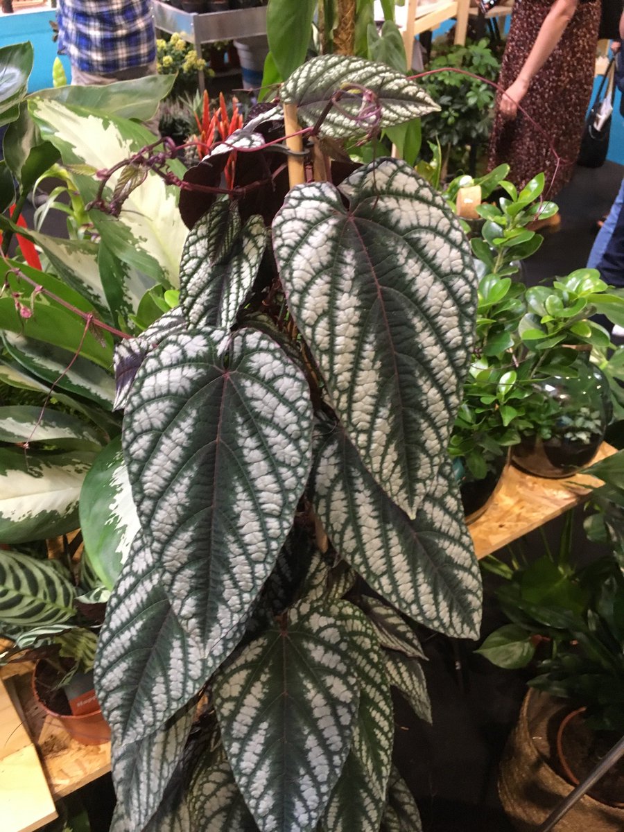 AlanEDown's tweet photo. Fabulous unusual #houseplants on @JavadoUK stand @Glee_Birmingham 
Begonia luxurians
Cissus decorus
Calathea ros. Little Princess 
#GLEE2019 https://t.co/K3wG1SJtQE