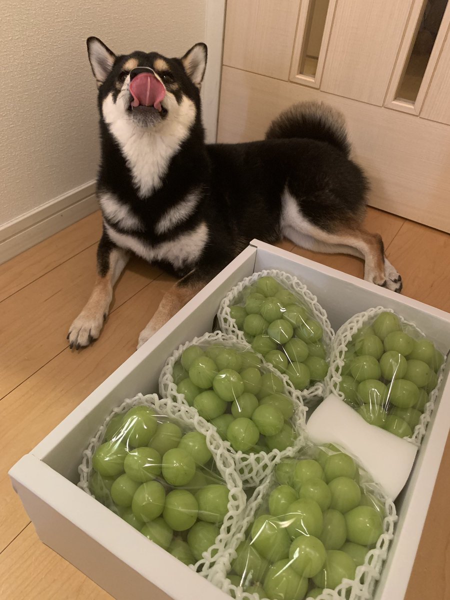 Xxmie Disneyxx 1 ふるさと納税のぶどう が来たみたい 2 イイ顔してママを見たけど 3 ぶどうは僕食べられないんだってさ 4 残念だったよ That S Too Bad ふるさと納税 シャインマスカット 山梨県 いぬのきもち 柴犬ライフ しば