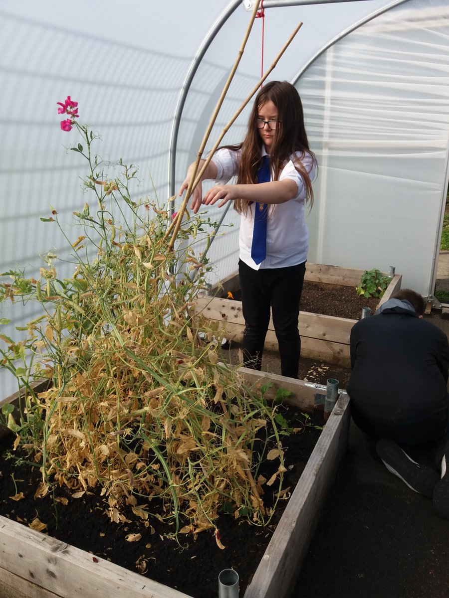 ToniGPASP's tweet photo. @StTimothysPS  this morning busy collecting seeds and harvesting what is left in the pollytunnel great work. https://t.co/fCBvkivRFD