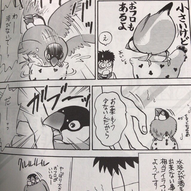 汐崎隼 日々のさえずり 文鳥とセキセイインコの鳥漫画ブログ Twitter પર あわたんが足を怪我した時 二冊に渡って描いた闘病記 文鳥 鳥漫画 闘病 鳩胸退屈文鳥 日々のさえずり 汐崎隼 日々のさえずり 文鳥とセキセイインコの鳥漫画ブログ Twitter પર あわたんが足を怪我した時 二冊に渡って描いた闘病記 文鳥 鳥漫画 闘病 鳩胸退屈文鳥 日々のさえずり