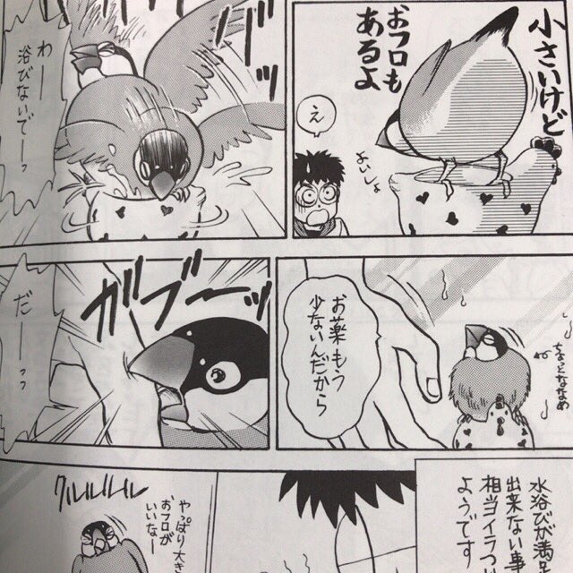 汐崎隼 日々のさえずり 文鳥とセキセイインコの鳥漫画ブログ Twitter પર あわたんが足を怪我した時 二冊に渡って描いた闘病記 文鳥 鳥漫画 闘病 鳩胸退屈文鳥 日々のさえずり