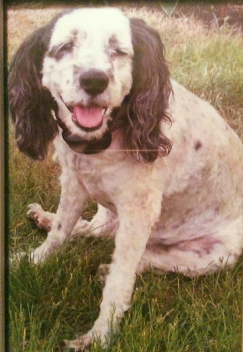 LostDogsIL's tweet photo. #Lost! #Freeport #IL (Royal Oaks Dr. &amp; Deer Path Trail) Hailey - Female Cockapoo. White/Black. Call 815-541-8836. Friendly. #StephensonCounty. 61032. Missing 09/09/2019. #LostDogsIllinois

***Senior dog, blind, other health issues***

To see Hailey’s loc… https://t.co/AiOXYi56kI https://t.co/jqZCzIenI1