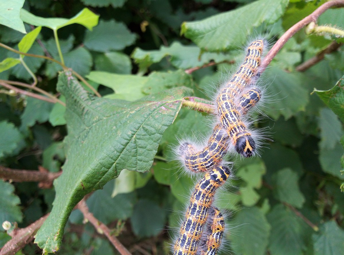 AurigaHen's tweet photo. #BuffTipMoth I think, in our garden on the nut tree, at least 35 of them ... very hungry #caterpillar ... @Glos_Records @BC_Glos @gloswildlife #Brimscombe #Stroud #Gloucestershire https://t.co/kHDiC8OF8m