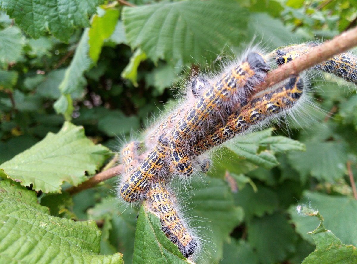 AurigaHen's tweet photo. #BuffTipMoth I think, in our garden on the nut tree, at least 35 of them ... very hungry #caterpillar ... @Glos_Records @BC_Glos @gloswildlife #Brimscombe #Stroud #Gloucestershire https://t.co/kHDiC8OF8m