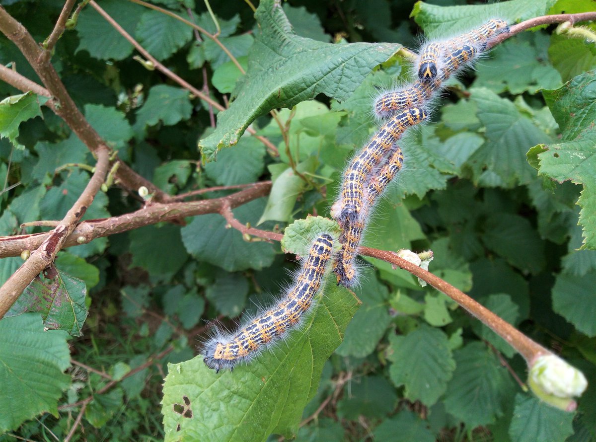 AurigaHen's tweet photo. #BuffTipMoth I think, in our garden on the nut tree, at least 35 of them ... very hungry #caterpillar ... @Glos_Records @BC_Glos @gloswildlife #Brimscombe #Stroud #Gloucestershire https://t.co/kHDiC8OF8m