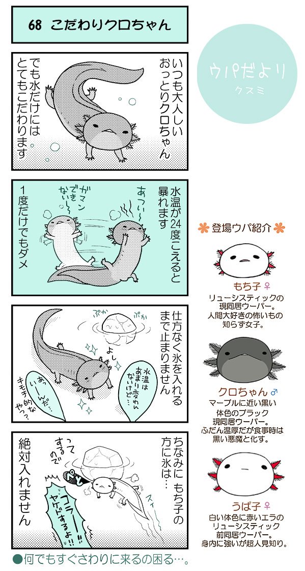 ウパだより68 だいたい毎週公開のウーパールーパー4コマ 氷を入れるところを見 クスミ 楠見らんま 百合とかウーパールーパーとか の漫画