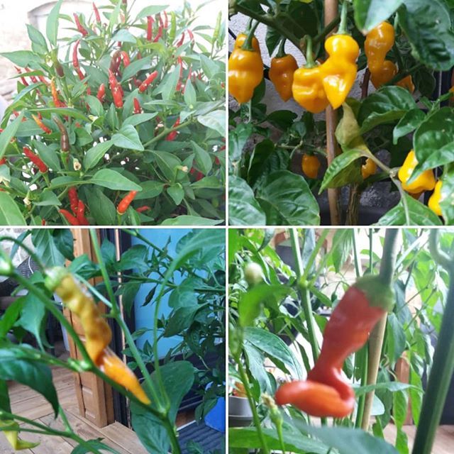 ChillisandSpice's tweet photo. Even if I didn't like to eat chillies I would still grow them, they are so pretty to look at.
.
ยท
ยท
ยท
#chillies #chilliesofinstagram #hotchillies #chilliaddict #chillies๐ถ #chilipeppers #chilipepper #chilipepperslove #chilies #growyourown #growingchilโฆ https://t.co/b9tnHCgXqf https://t.co/ygj1hUZMFe