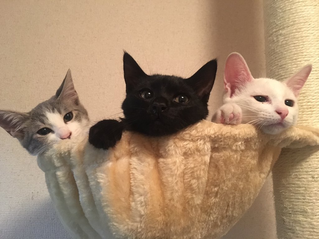 yamadasanmonst's tweet photo. @__u__p どうぞ可愛い子猫です😍 https://t.co/hPYdL8ja1W