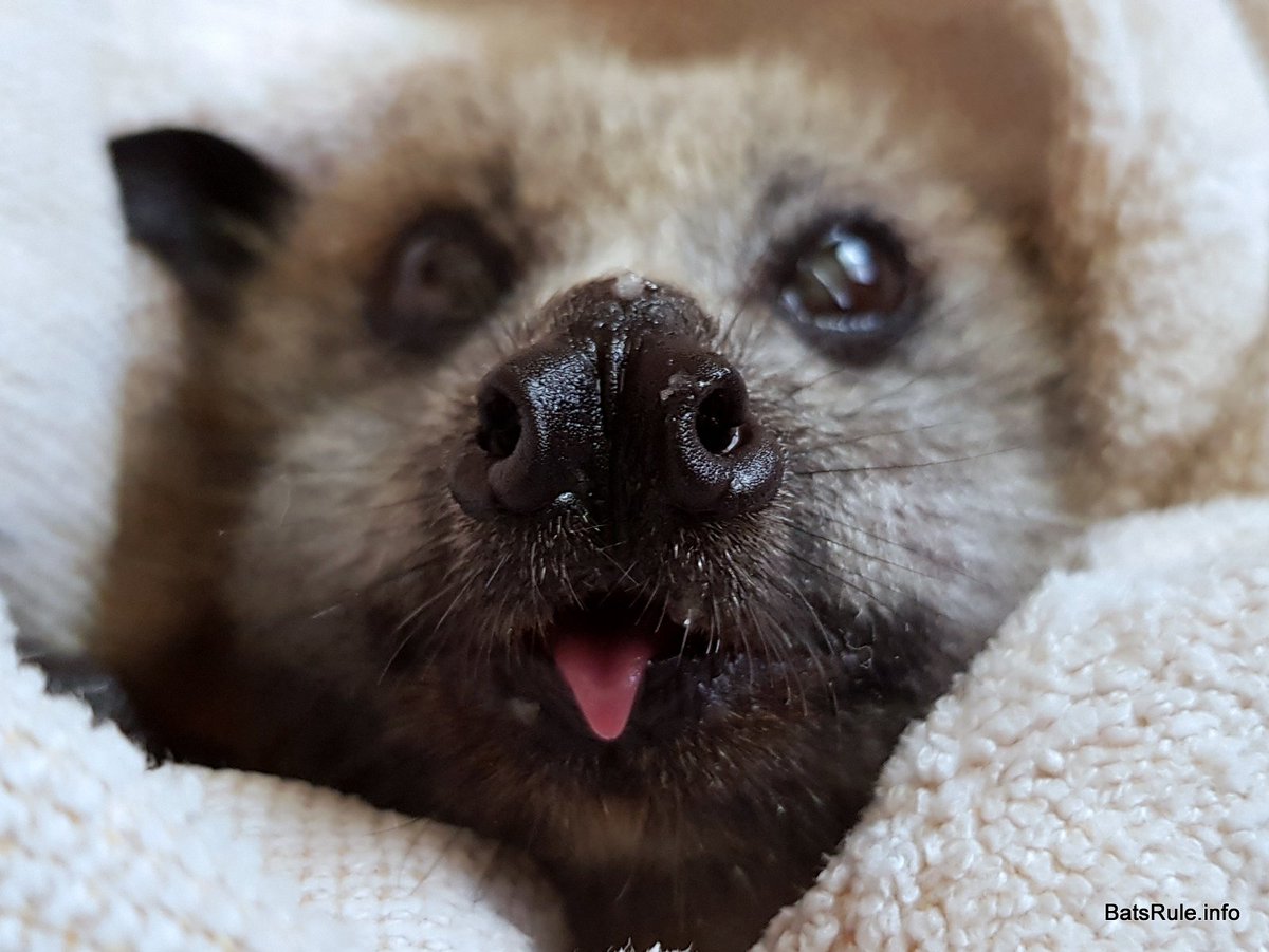 Bats_Rule's tweet photo. https://t.co/MMjeSGghWQ
Rescue | Megabat Grey-headed female
Blog post https://t.co/GjaPzUTPou
#bat #megabat #greyheaded #female #foxbat #fruitbat #flyingfox https://t.co/rOrW64a0Yg