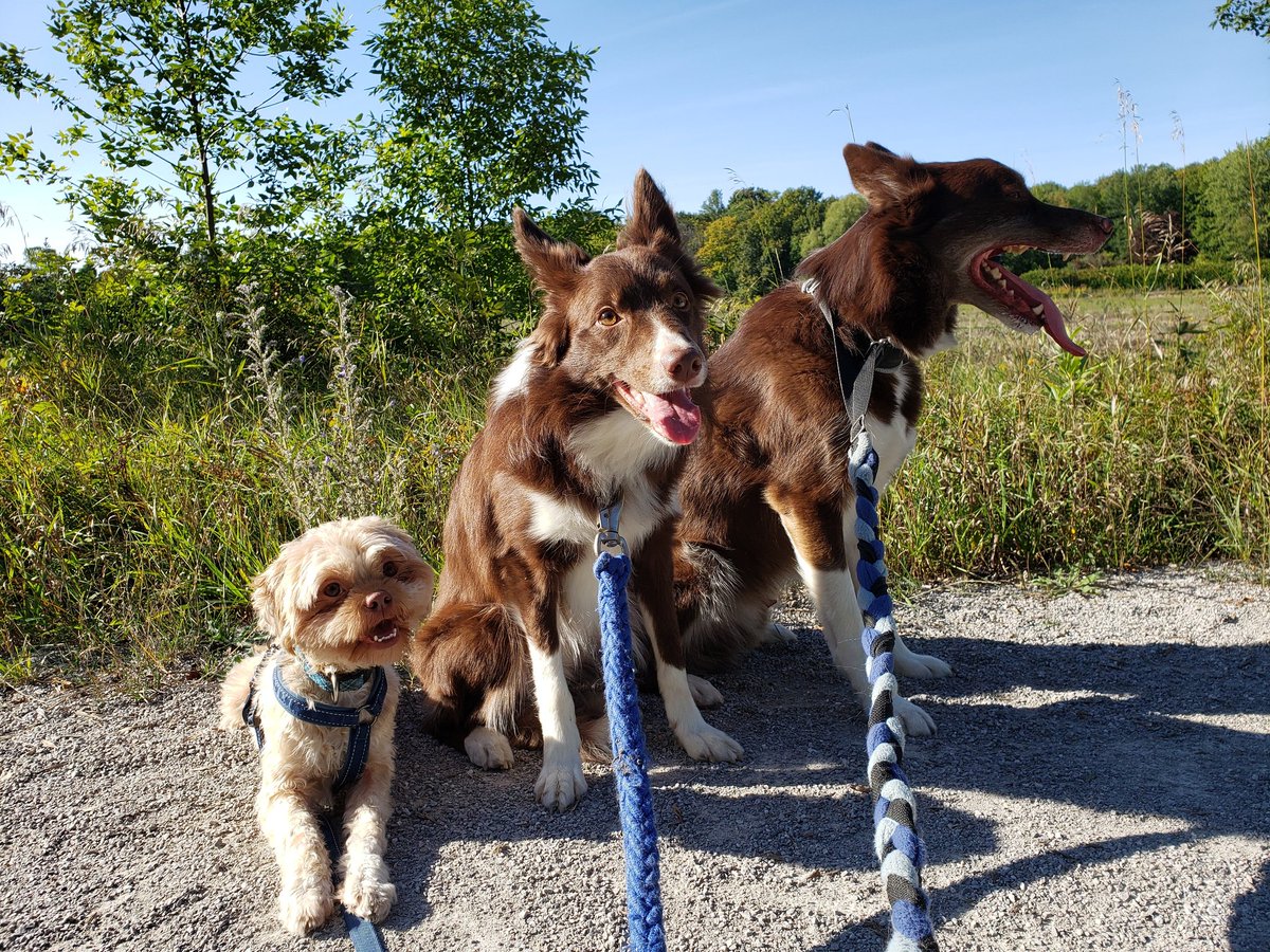 AgilitywAmanda's tweet photo. The boys and I love going for walks π this is a photo from a 10km walk we did. What do you and your dogs enjoy?
#dog #dogs #happydogs #smilingdog #reddog #muppetdog #bordercollie #dogslife #dogadventures #dogsarejoy #dogfun #dogsarefamily #dogwalk #doglook #dogtrip #dogphoto https://t.co/eWKXF87tEw