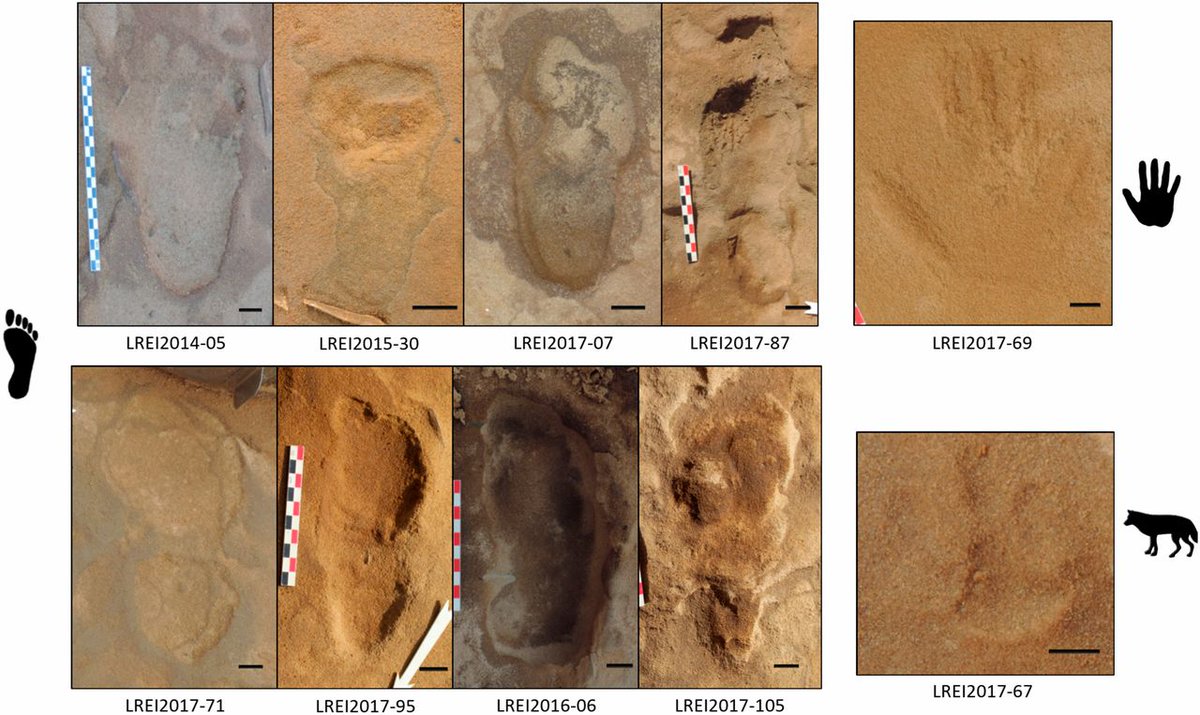 80,000-year-old hominin footprints may have been found in Normandy. This finding provides insights about Neanderthal group size and composition. In PNAS: ow.ly/bH2i50w3mZW