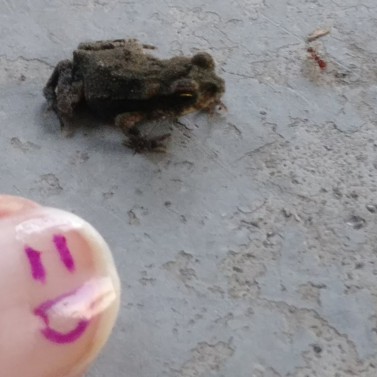 BackPatioNews's tweet photo. Hey, hello, &amp; happy #TuesdayMorning

This super tiny frog hopped by the back patio while I was guzzling coffee &amp; sat still long enough for a photo op!

Love,
Riv
=D

#nature #LouisianaLife #frogs https://t.co/royr4wnAPE