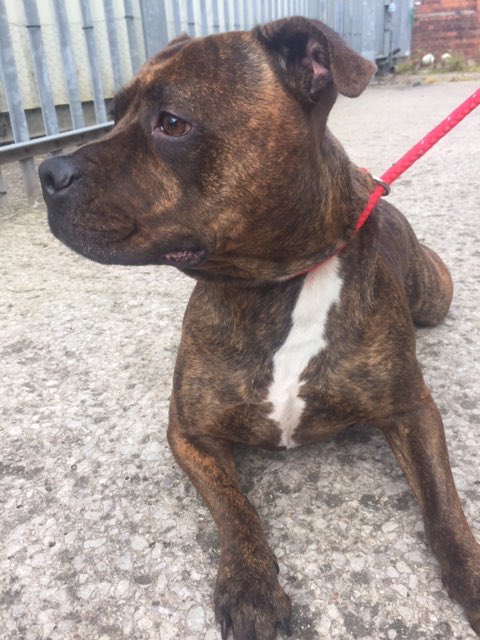 DogsinSalford's tweet photo. G99037 Found in the Barton Road area of #Eccles.  Dog is chipped but details are not up to date.  Do you know this dog? If so, please ring our contact centre on 01617932500.  Please RT
**Please beware collection can only be made between 3pm &amp; 4pm** #straydog #lostinsalford https://t.co/BwomsNdTxP