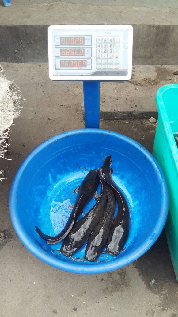 BilokoB's tweet photo. NGOLO MOSEKA
Poissons frais vivant 5$/Kg
+243814141900

BILOKO NA BISO🇨🇩
@KalonjiKanko @MANITECH_Congo https://t.co/Mt0X8zQG2X