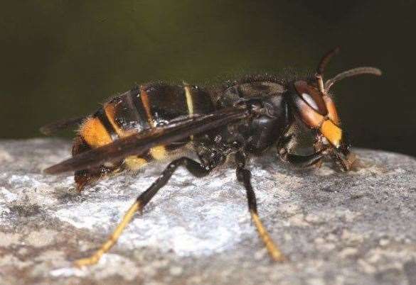 #Asianhornet spotted in Kent <a href="/HornetWatch/">Asian Hornet Watch</a>
buff.ly/2Ln42kV