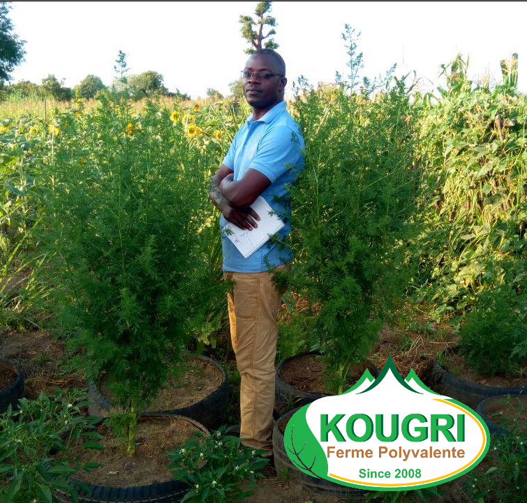 IMMERSION2020's tweet photo. #Artemisia_Annua. #Stop_Malaria. #Burkina_Faso. Ferme Polyvalente de Kougri. https://t.co/el5cKYq4UH