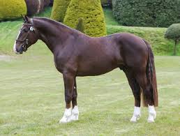 HorsesLove8's tweet photo. nice horse

#horse
#horsepower 
#HorseRacing 
#horselover https://t.co/CqxpPrdGcz