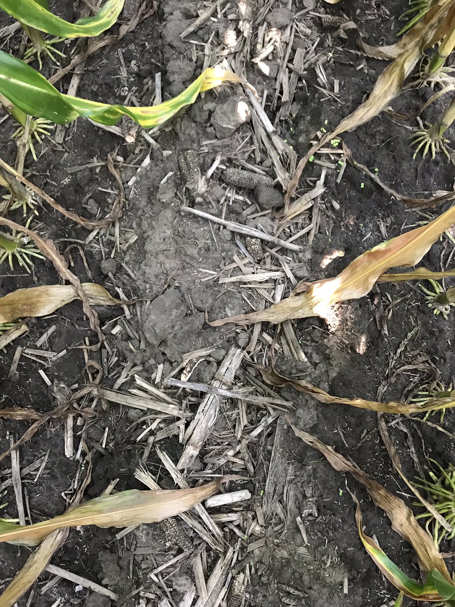 LandmarkAgLLC's tweet photo. Today I’m thankful for a heavy dews! https://t.co/IT2p2SNxia