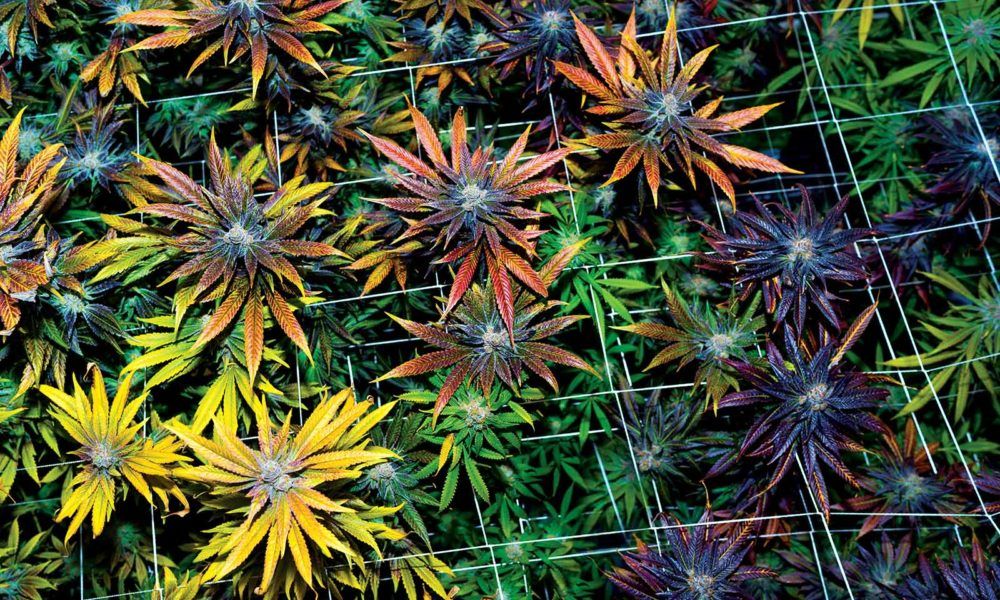 Experienced cultivators have amassed treasure chests of incredible strains over the years. Here are some of our favorites. 25 Essential Strains via #CannabisNow - buff.ly/2yS08fR