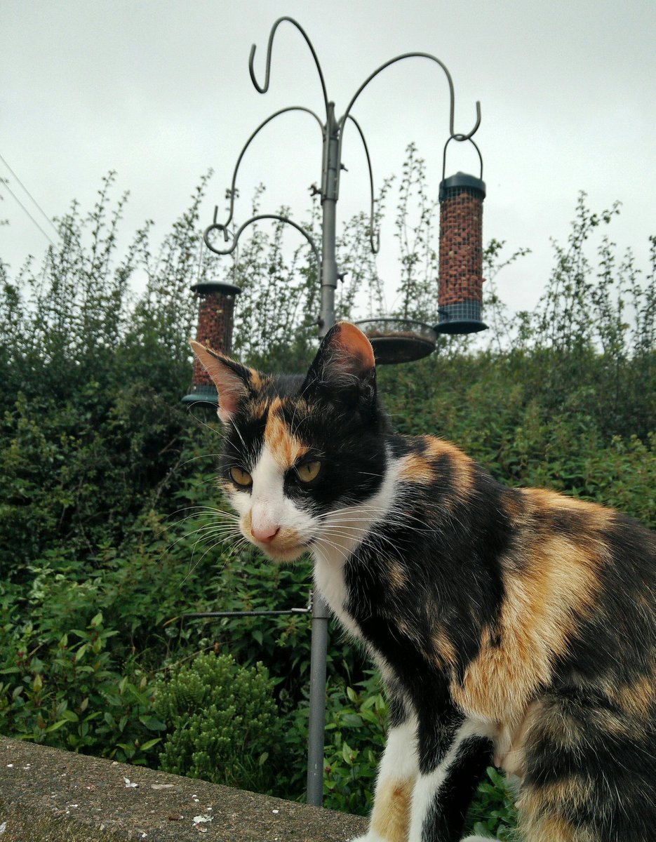 Cmdr_Halo_Jones's tweet image. Camouflage cat is not so camouflaged. Or subtle. #stealthFail